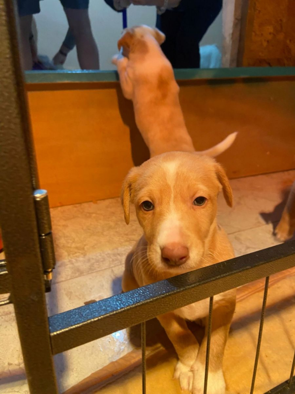 Photo #2 de Adorables chiots podencos à réserver 