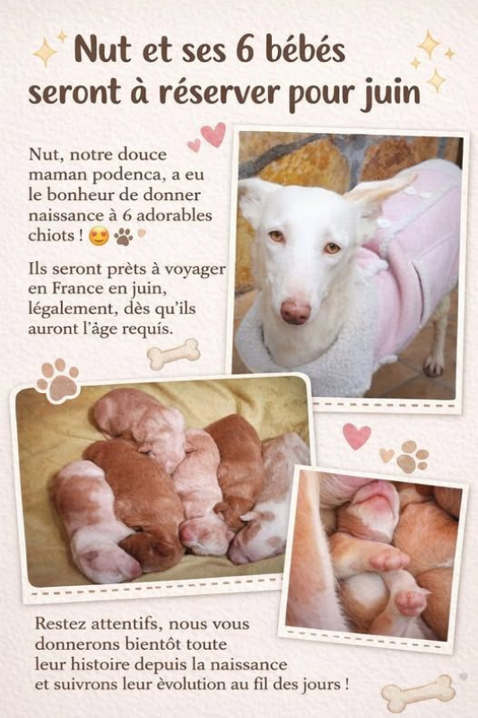 Photo #4 de Adorables chiots podencos à réserver 