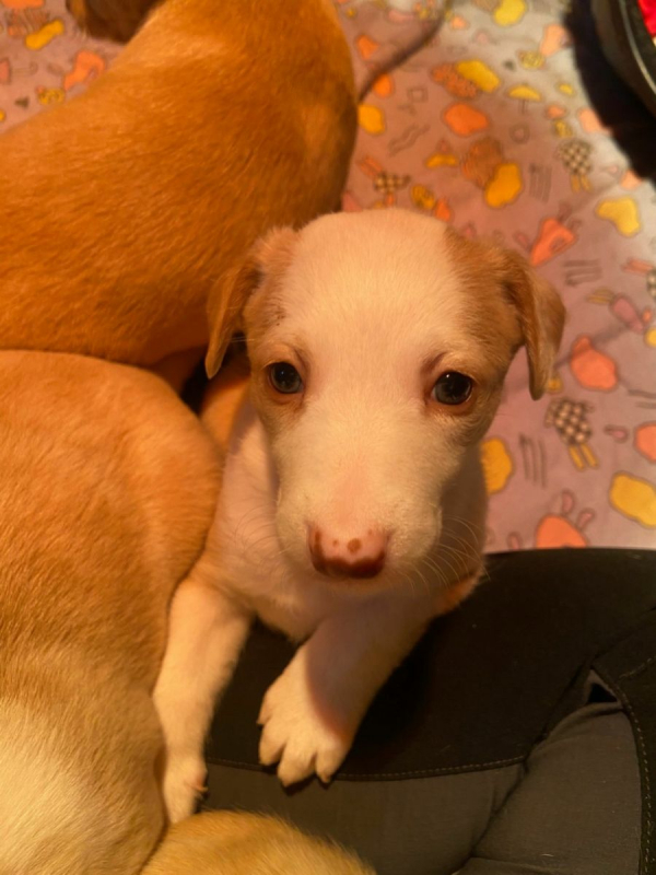 Photo #5 de Adorables chiots podencos à réserver 