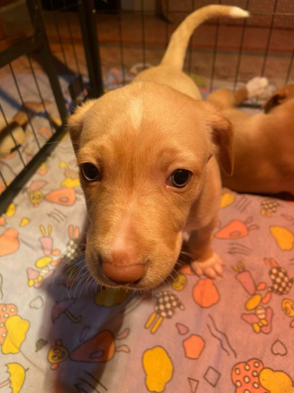 Photo #6 de Adorables chiots podencos à réserver 