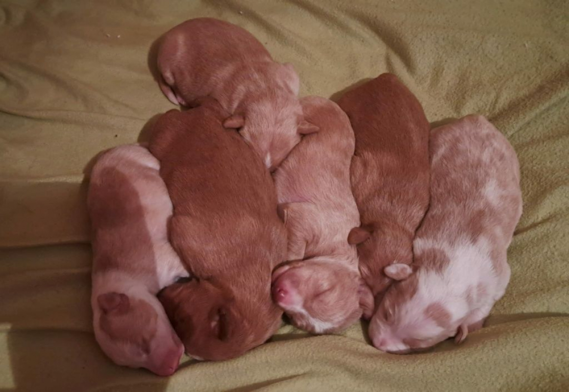 Photo #7 de Adorables chiots podencos à réserver 