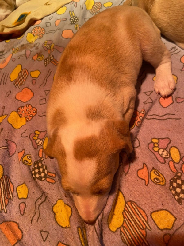 Photo #8 de Adorables chiots podencos à réserver 