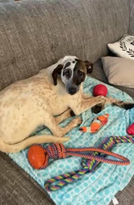 Photo #1 de LITTLE JACK