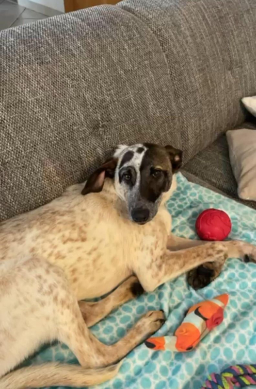 Photo #3 de LITTLE JACK