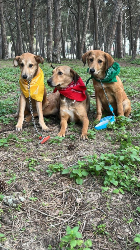 Photo #1 de CAPUCINE