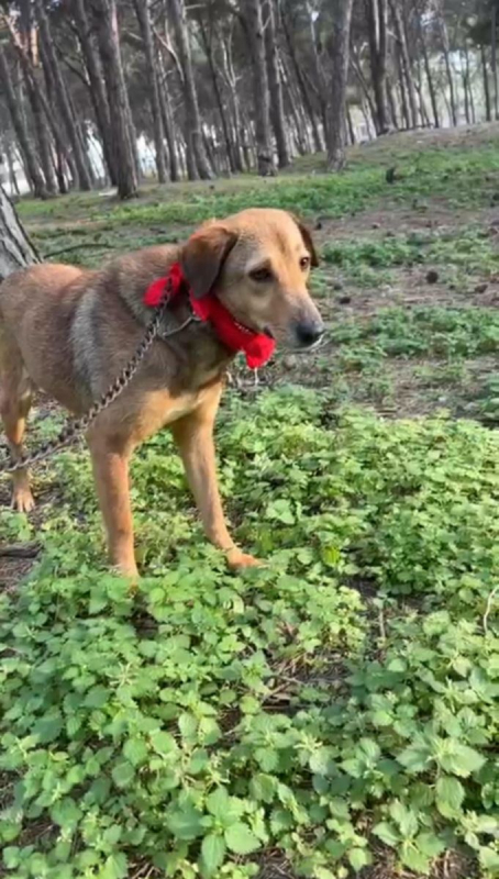 Photo #2 de CAPUCINE