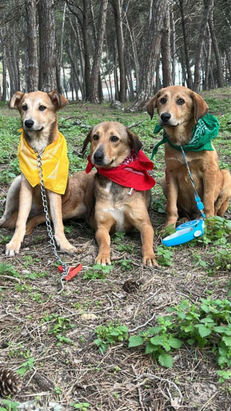 Photo #3 de CAPUCINE