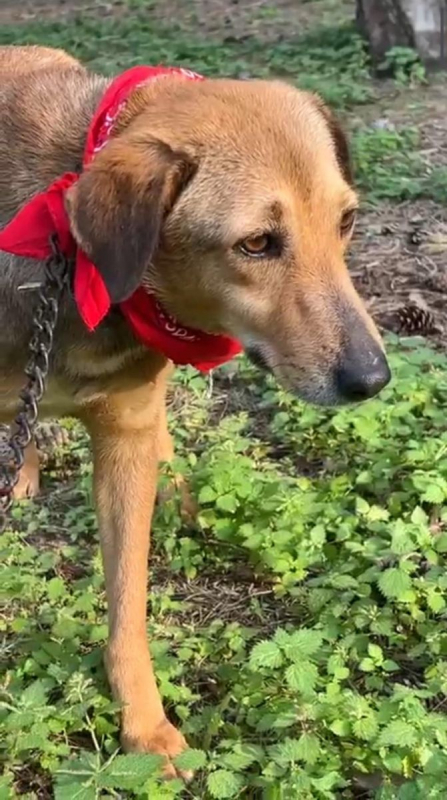 Photo #4 de CAPUCINE