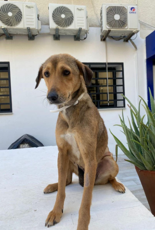 Photo #5 de CAPUCINE