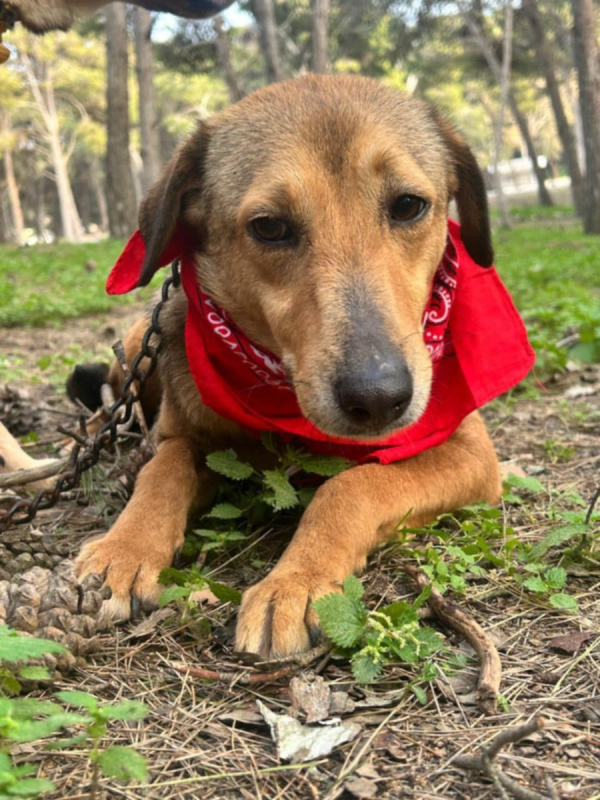 Photo #7 de CAPUCINE