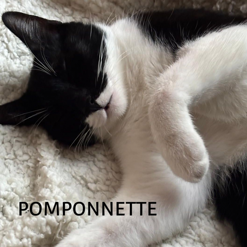 Photo #1 de POMPONETTE