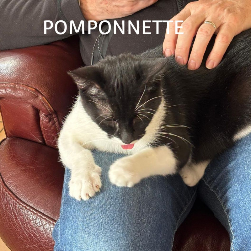 Photo #2 de POMPONETTE