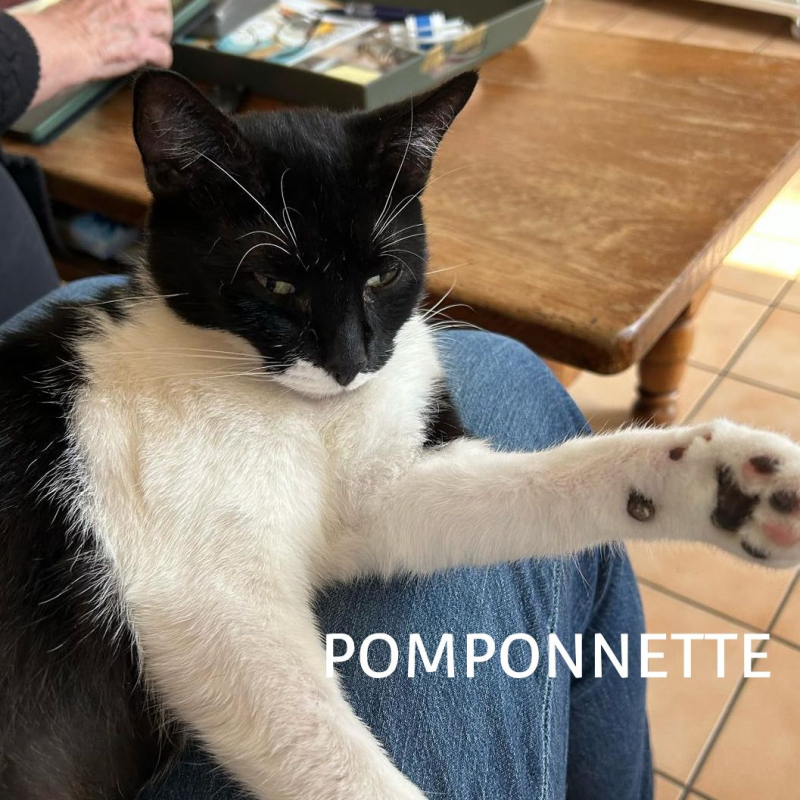 Photo #3 de POMPONETTE