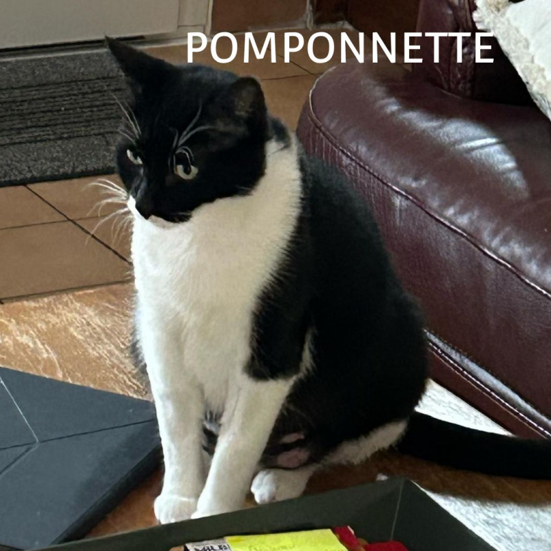 Photo #4 de POMPONETTE