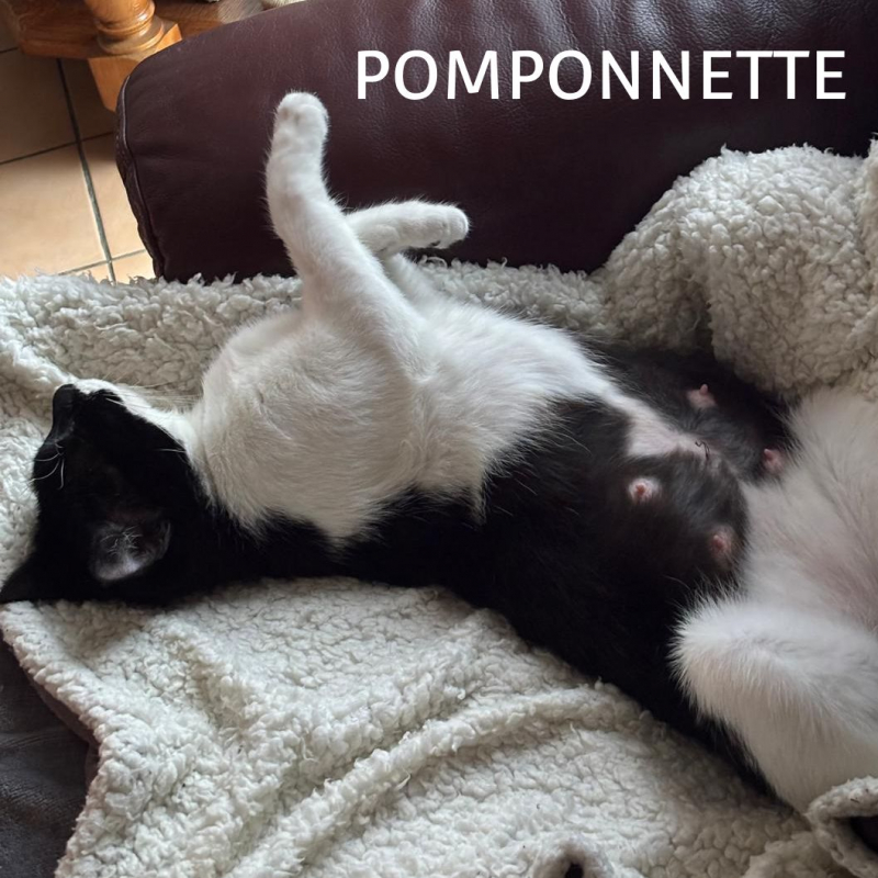 Photo #5 de POMPONETTE