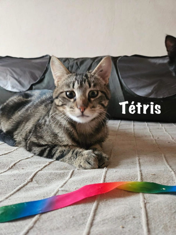 Photo #2 de TETRIS