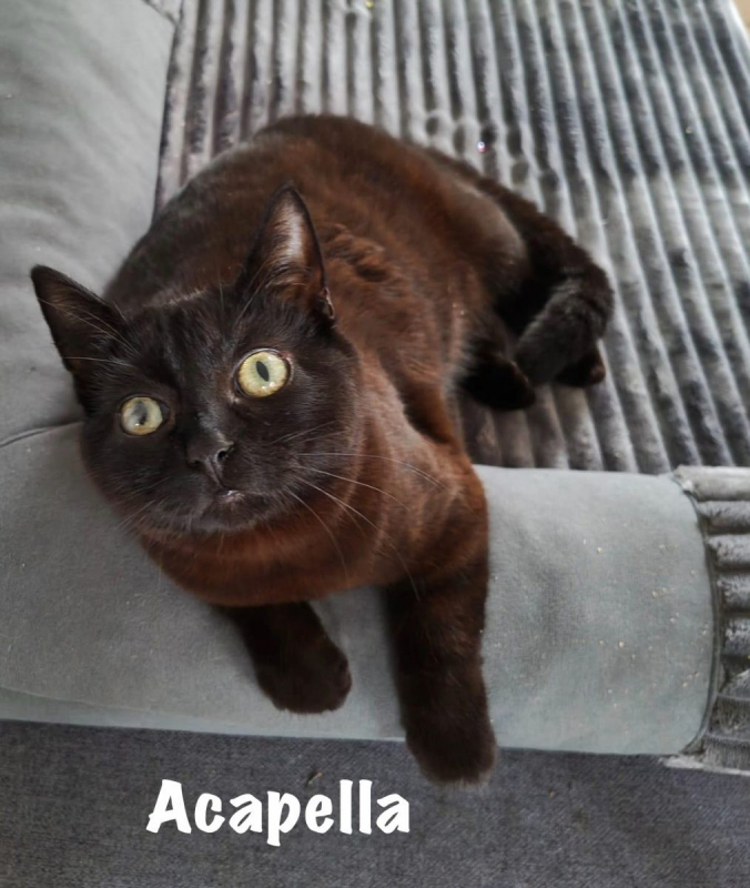 Photo #1 de ACAPELLA