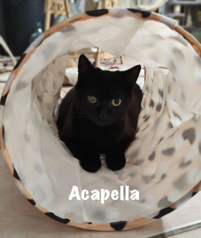 Photo #2 de ACAPELLA