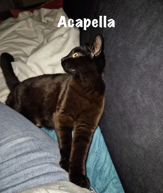 Photo #3 de ACAPELLA