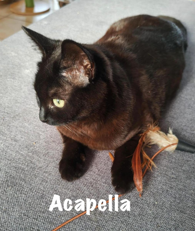 Photo #4 de ACAPELLA