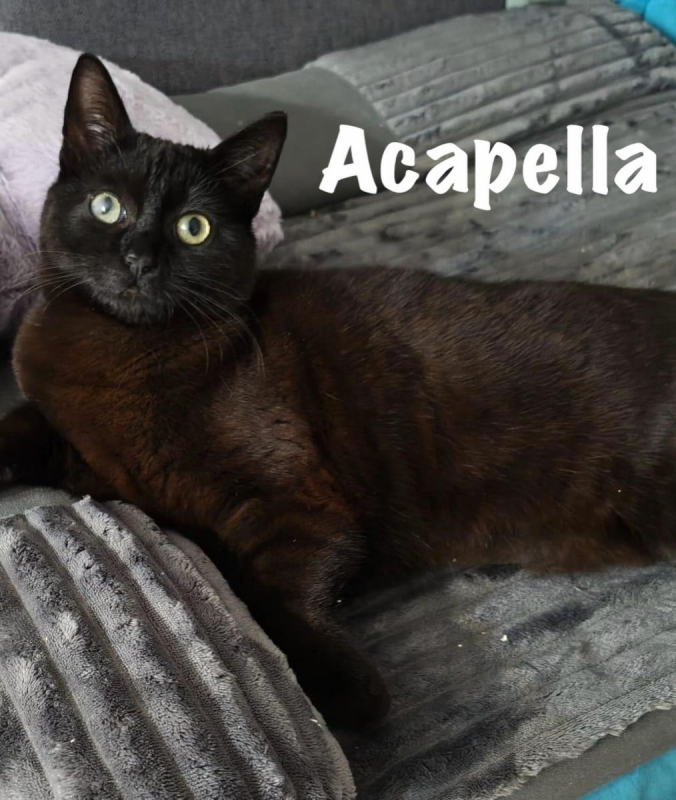 Photo #5 de ACAPELLA