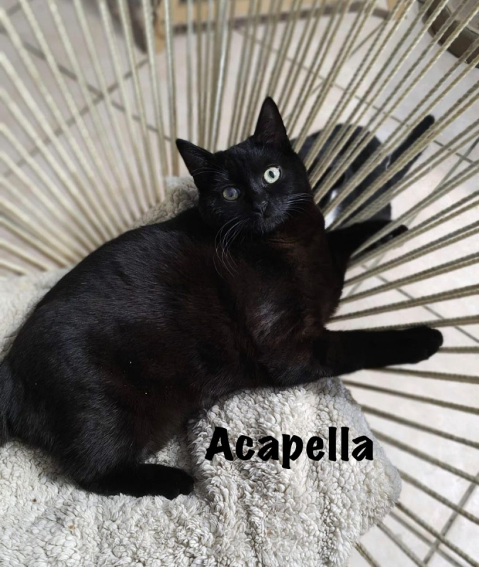 Photo #7 de ACAPELLA