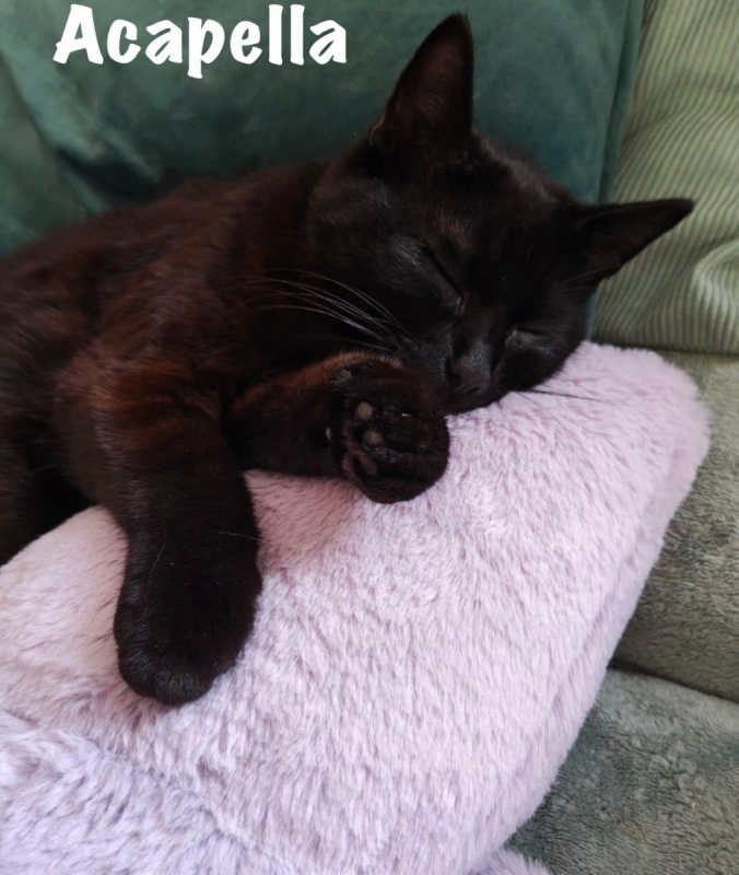 Photo #8 de ACAPELLA