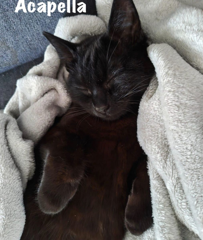 Photo #9 de ACAPELLA