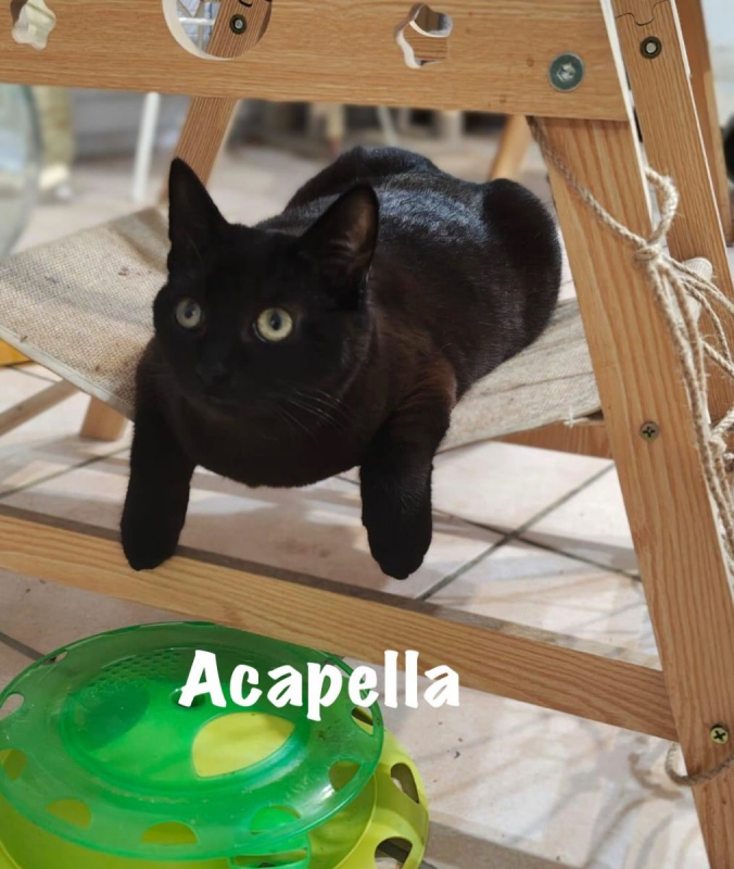 Photo #11 de ACAPELLA