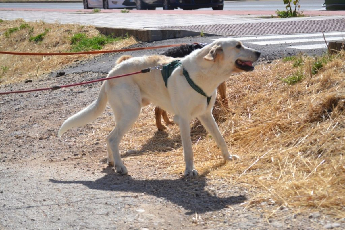 Photo #1 de WHISKY 3 ans, Magnifique mastin espagnol (ok chat)