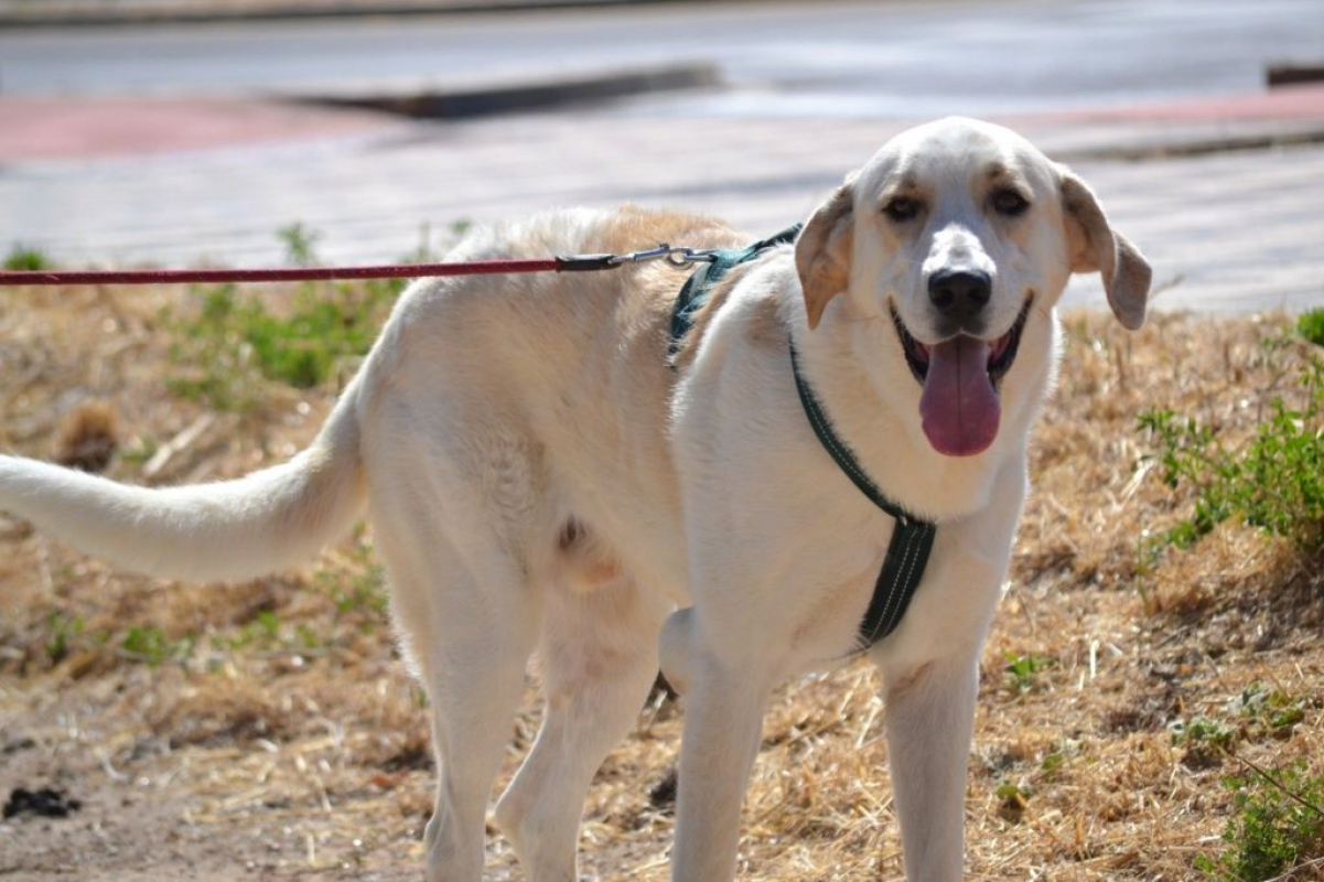 Photo #2 de WHISKY 3 ans, Magnifique mastin espagnol (ok chat)