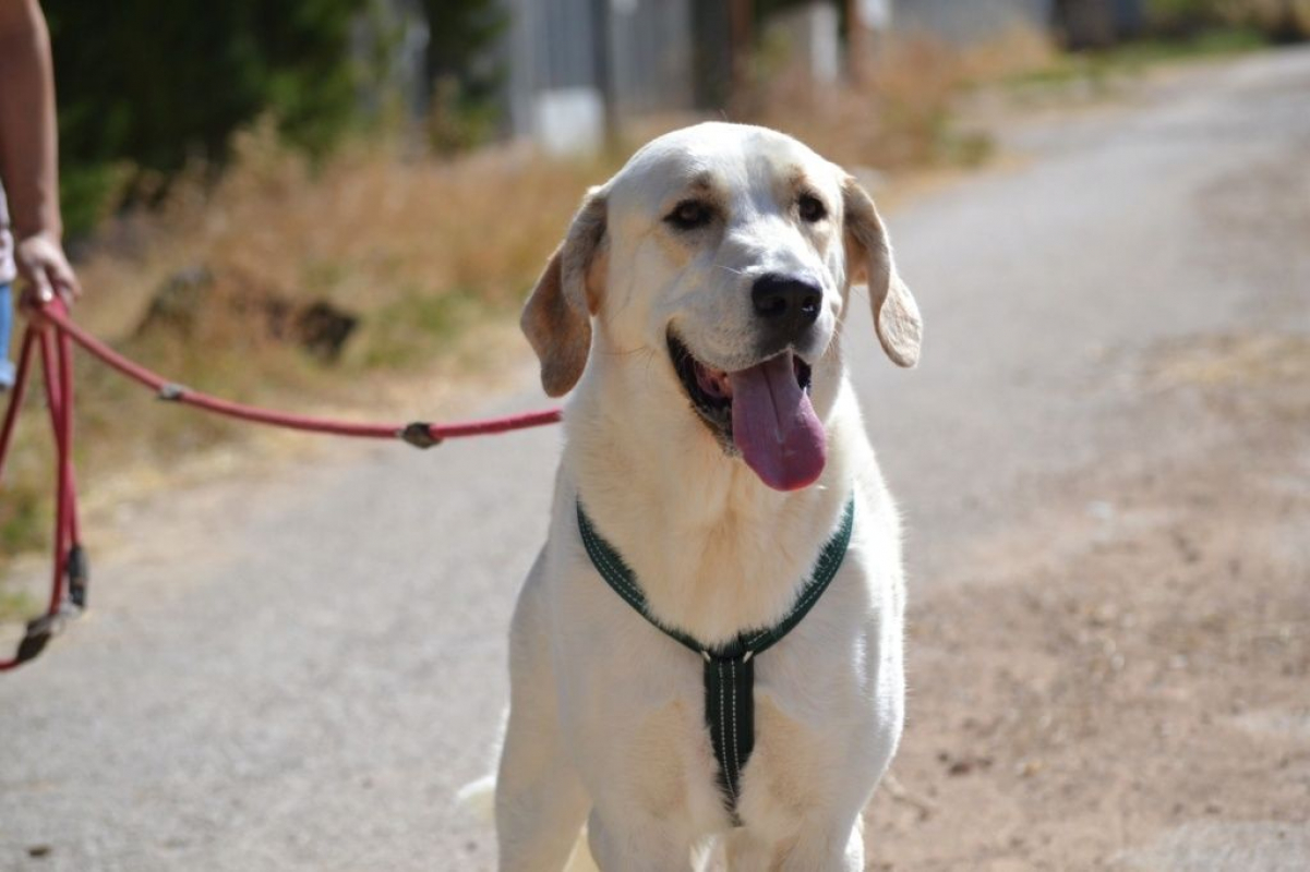 Photo #3 de WHISKY 3 ans, Magnifique mastin espagnol (ok chat)