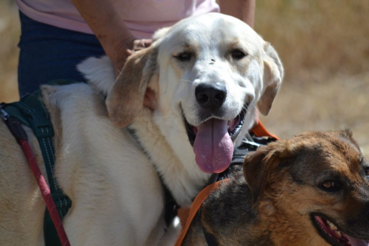 Photo #4 de WHISKY 3 ans, Magnifique mastin espagnol (ok chat)