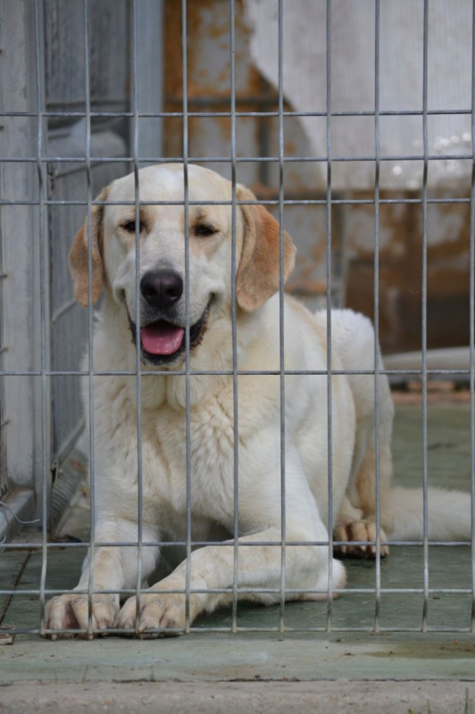 Photo #5 de WHISKY 3 ans, Magnifique mastin espagnol (ok chat)