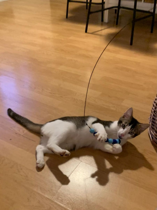 Photo #1 de PISTACHE