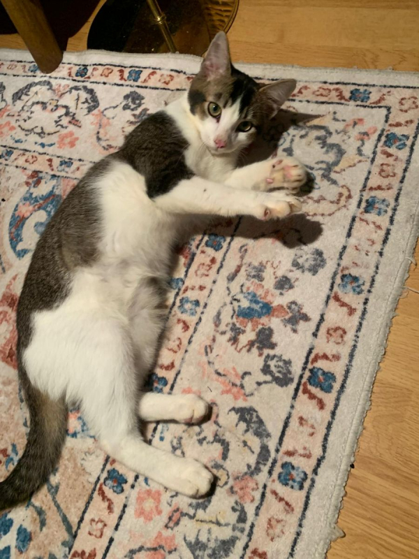 Photo #2 de PISTACHE