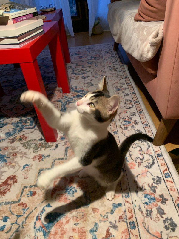 Photo #3 de PISTACHE