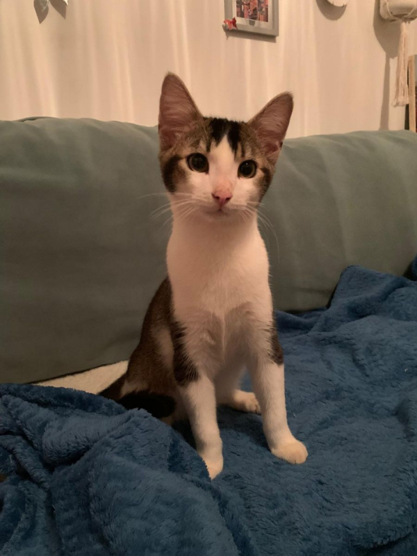 Photo #4 de PISTACHE