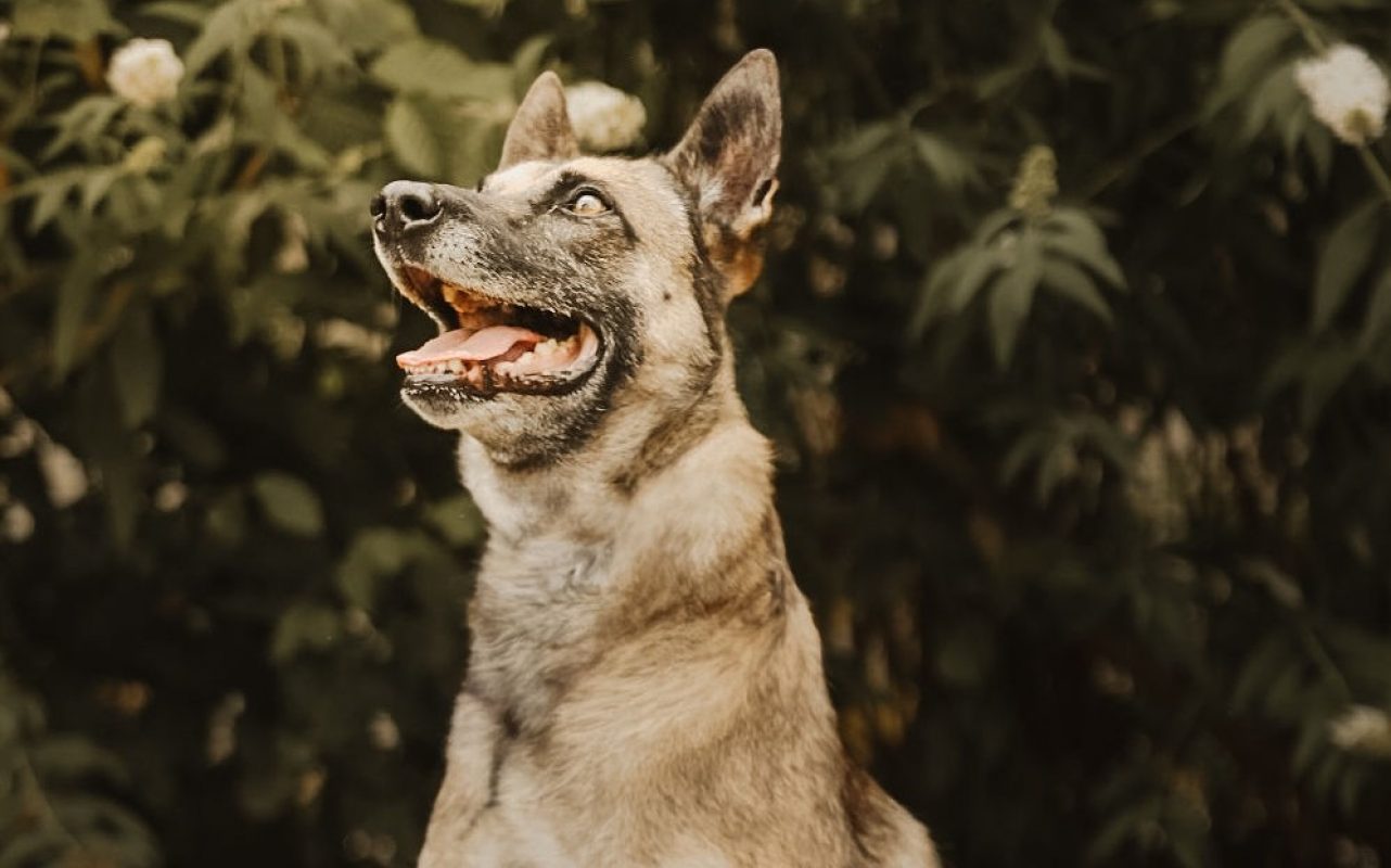 Fifi - Chien Berger Belge Malinois à adopter