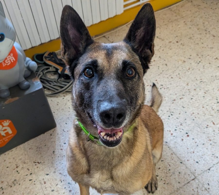 Fifi - Chien Berger Belge Malinois à adopter - photo 2