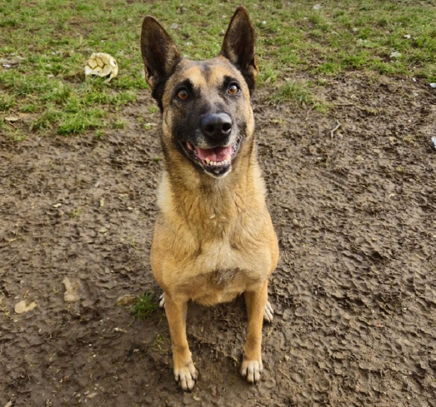 Fifi - Chien Berger Belge Malinois à adopter - photo 3