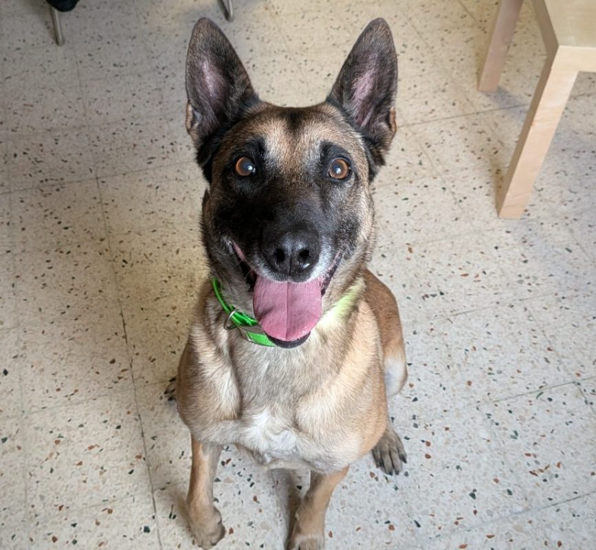 Fifi - Chien Berger Belge Malinois à adopter - photo 4