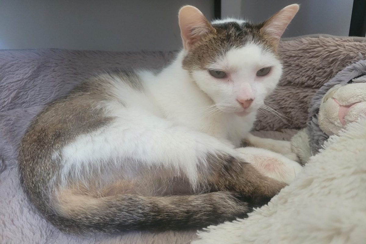 Princesse - Chat Européen à adopter