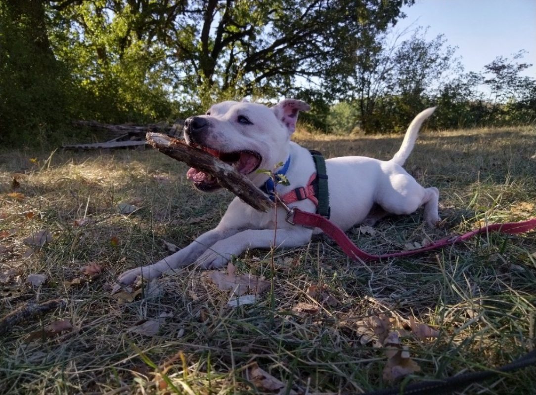 Whity - Chien Staffordshire Bull Terrier à adopter