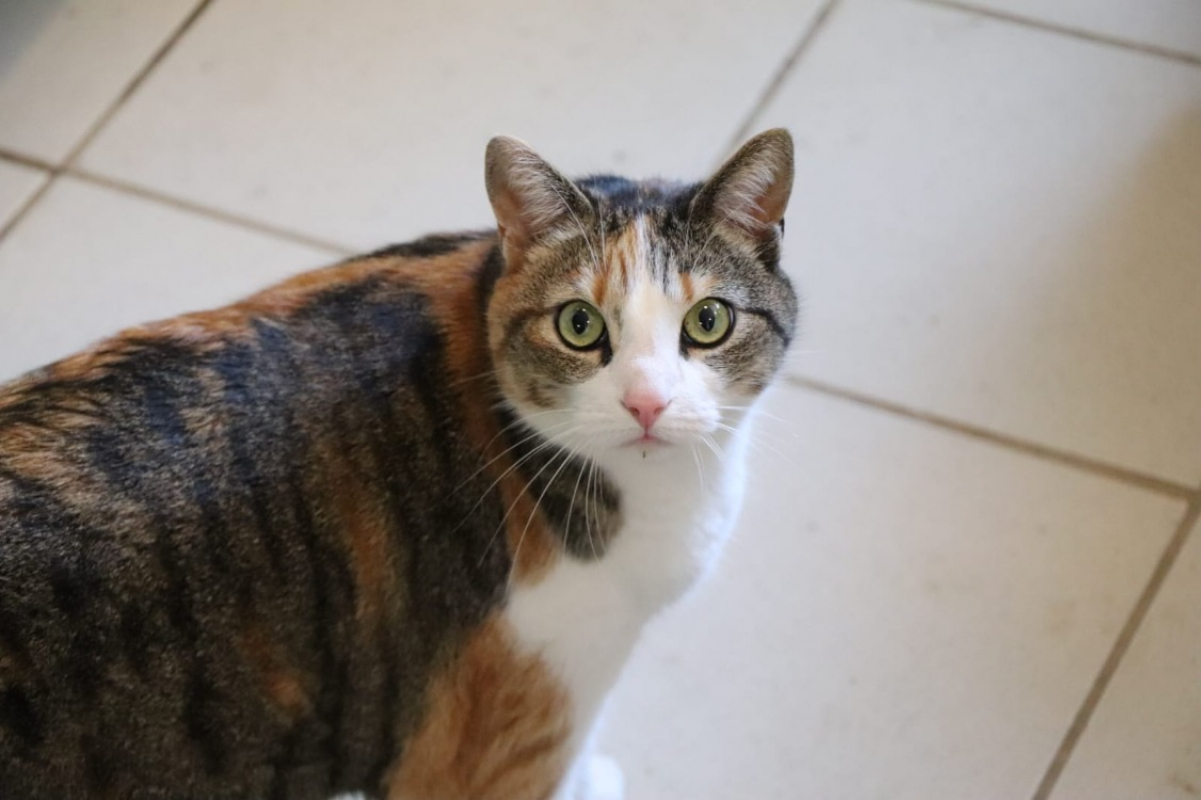 Photo #1 de Chatouille
