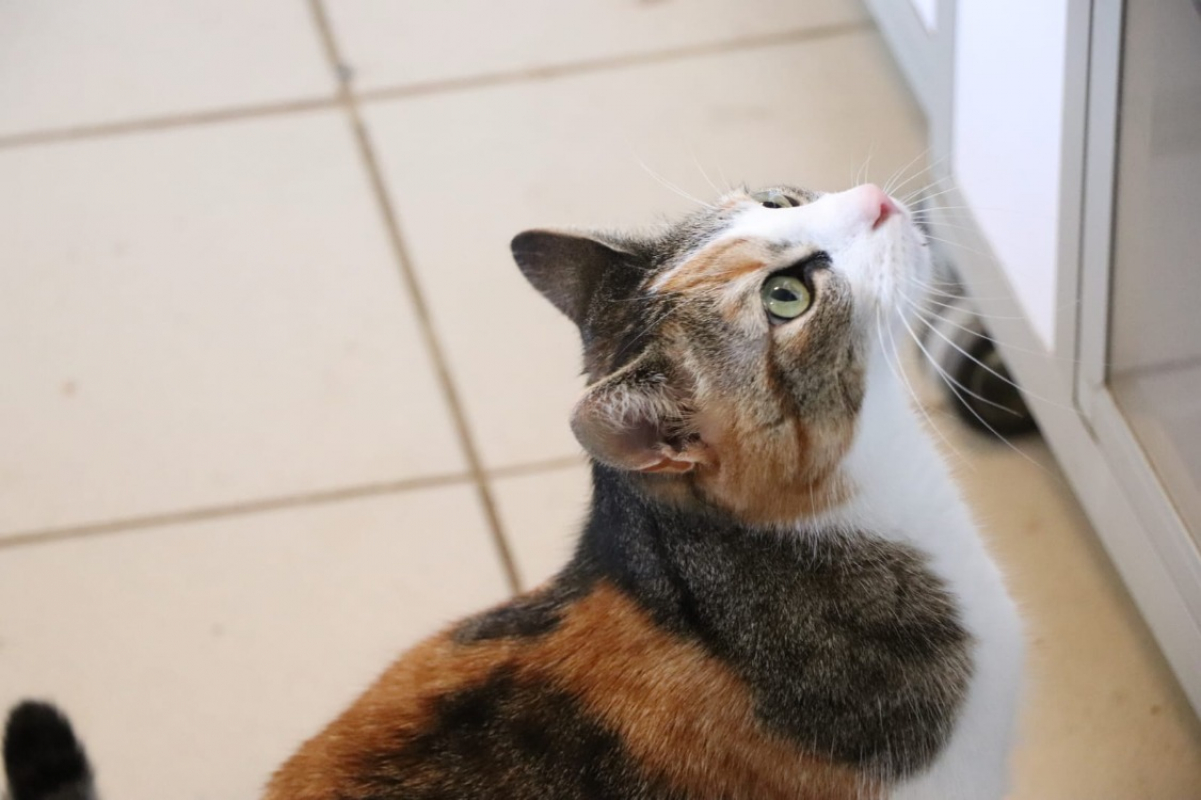 Photo #8 de Chatouille