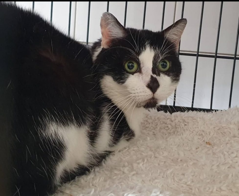 Vicking - Chat Européen à adopter