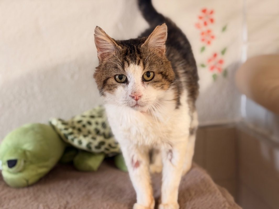 Minus - Chat Européen à adopter