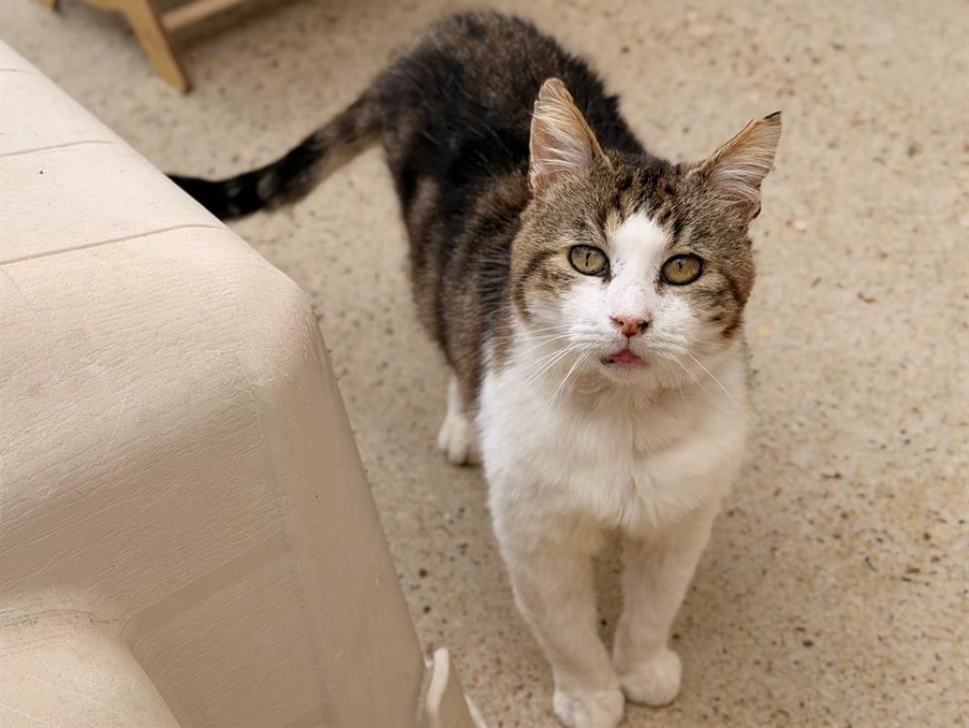 Minus - Chat Européen à adopter - photo 2