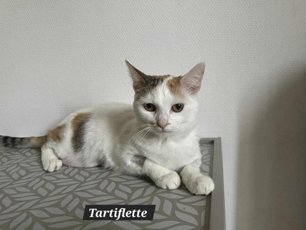 Photo de Tartiflette